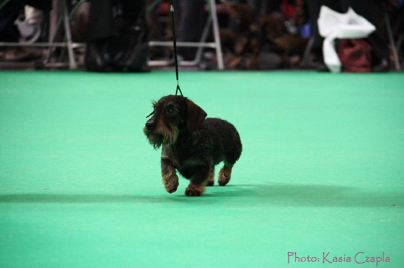 Crufts2011_2 743.jpg